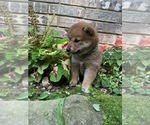 Small Photo #7 Shiba Inu Puppy For Sale in AVA, MO, USA