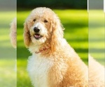 Small Photo #1 Labradoodle Puppy For Sale in WASH, NC, USA