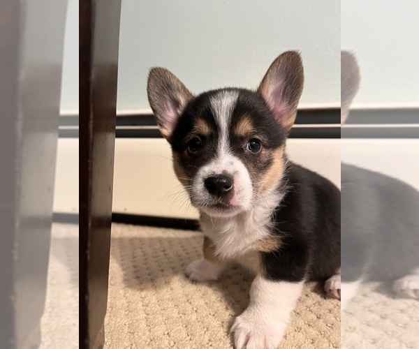 Medium Photo #4 Pembroke Welsh Corgi Puppy For Sale in ROCKFORD, IL, USA