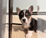 Small #3 Pembroke Welsh Corgi