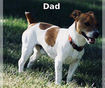 Small Photo #1 Jack Russell Terrier Puppy For Sale in LIBERTY, KY, USA