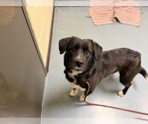 Borador Dogs for adoption in Denver, CO, USA