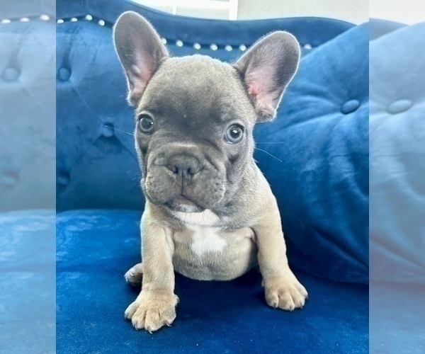 Medium Photo #6 French Bulldog Puppy For Sale in BAKERSFIELD, CA, USA