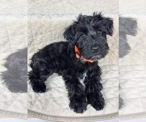 Medium Schnauzer (Miniature)