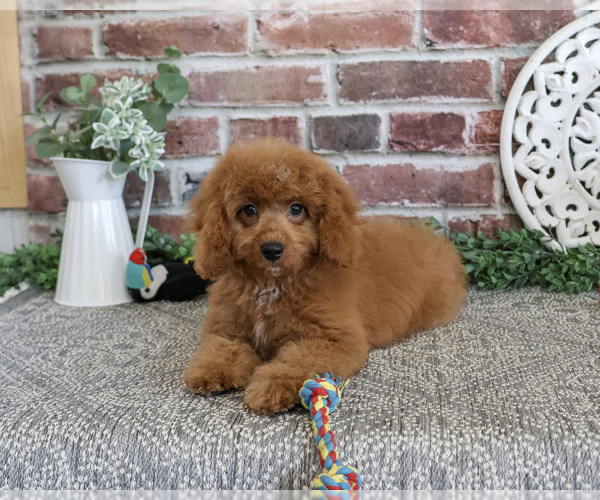 Medium Photo #3 Cavapoo (Miniature) Puppy For Sale in SYRACUSE, IN, USA