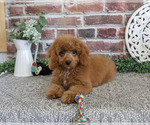 Small Photo #3 Cavapoo (Miniature) Puppy For Sale in SYRACUSE, IN, USA