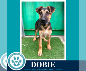 German Shepherd Dog Dogs for adoption in Kimberton, PA, USA