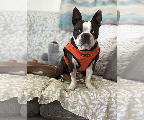 Medium Photo #1 Boston Terrier Puppy For Sale in Huntington Beach, CA, USA