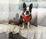 Small Boston Terrier