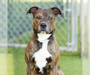 *DALTON - Male Mutt Dog for Adoption - Photo #2