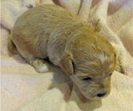 Small Photo #7 Zuchon Puppy For Sale in LEBANON, OR, USA