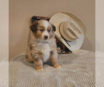 Small Photo #1 Miniature Australian Shepherd Puppy For Sale in FAYETTE, MO, USA
