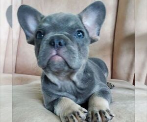 French Bulldog Puppy for sale in GORDONVILLE, PA, USA