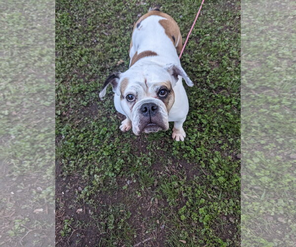 Medium Photo #7 Bulldog Puppy For Sale in St. Louis Park, MN, USA