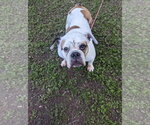 Small #6 Bulldog