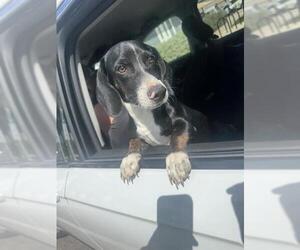 Dachshund-Unknown Mix Dogs for adoption in San Antonio, TX, USA