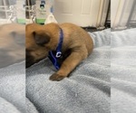 Small Photo #179 Belgian Malinois Puppy For Sale in REESEVILLE, WI, USA