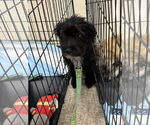Small #3 Mutt