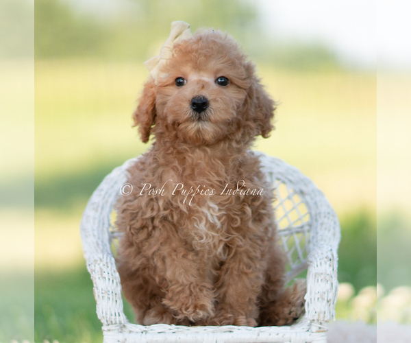 Medium Photo #13 Goldendoodle (Miniature) Puppy For Sale in WARSAW, IN, USA