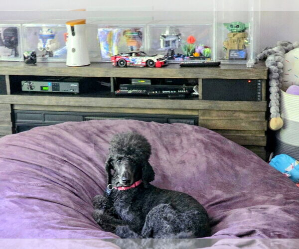 Medium Photo #5 Poodle (Standard)-Unknown Mix Puppy For Sale in Rockaway, NJ, USA