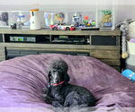 Small #4 Poodle (Standard) Mix