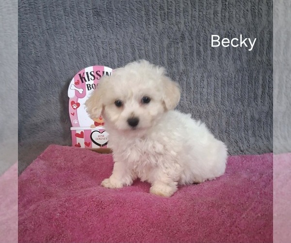 Medium Photo #1 Bichon Frise Puppy For Sale in MOUNT PLEASANT, MI, USA
