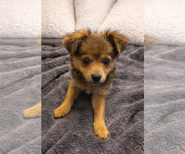 Medium Photo #1 Pomsky Puppy For Sale in MIDWAY, UT, USA