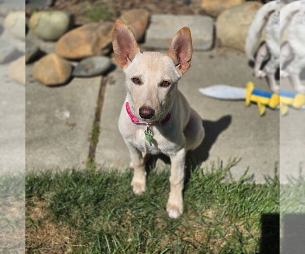 Medium Photo #1 Shepradors Puppy For Sale in Davis, CA, USA