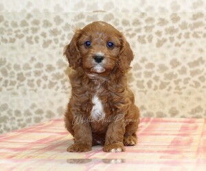 Cavapoo Puppy for sale in DENVER, PA, USA