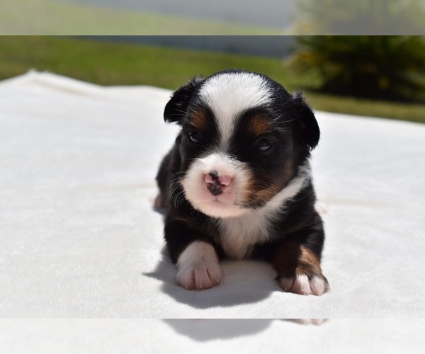 Medium Photo #7 Miniature Australian Shepherd Puppy For Sale in PALM COAST, FL, USA