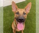 Small #2 German Shepherd Dog