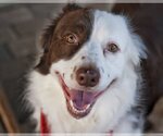 Small Photo #1 Border Collie Puppy For Sale in Pacolet, SC, USA