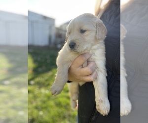 Golden Retriever Puppy for sale in AUBURN, WA, USA
