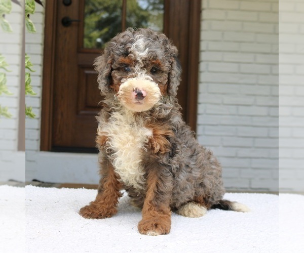 Medium Photo #1 Bernedoodle (Miniature) Puppy For Sale in NARVON, PA, USA