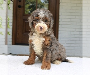 Bernedoodle (Miniature) Puppy for sale in NARVON, PA, USA