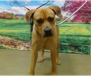 Rhodesian Ridgeback-Unknown Mix Dogs for adoption in Moreno Valley, CA, USA