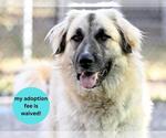 Small #3 Anatolian Shepherd Mix