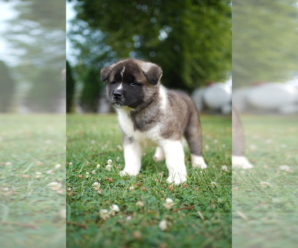 View Ad Akita Puppy for Sale near Maryland, WESTMINSTER, USA. ADN647442