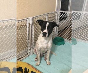 Labrador Retriever-Unknown Mix Dogs for adoption in Slidell, LA, USA