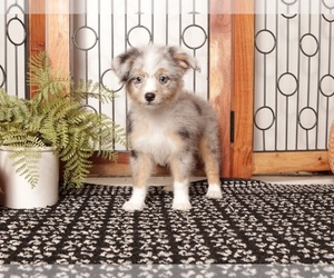 Aussie-Poo Puppy for sale in NAPLES, FL, USA