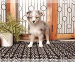 Image preview for Ad Listing. Nickname: Litter of 2
