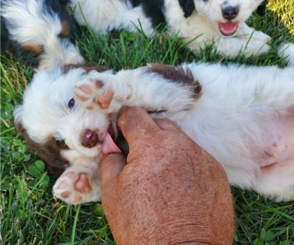 Medium Photo #8 Miniature Bernedoodle Puppy For Sale in LEETONIA, OH, USA