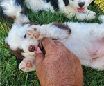 Small #7 Miniature Bernedoodle