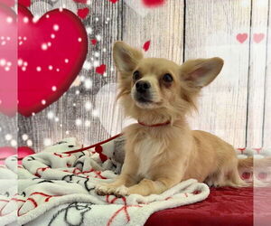 Chiranian Dogs for adoption in Lake Elsinore, CA, USA