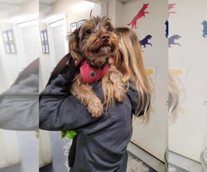 Mutt Dogs for adoption in Linton, IN, USA