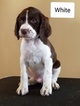Small Photo #1 Brittany Puppy For Sale in BATAVIA, NY, USA