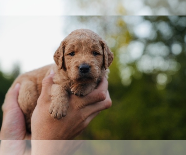 Medium Photo #5 Goldendoodle (Miniature) Puppy For Sale in DALLAS, OR, USA