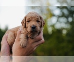 Small #4 Goldendoodle (Miniature)