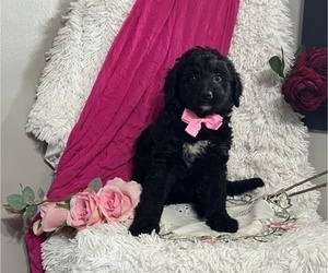 Bernedoodle Puppy for sale in THORP, WI, USA