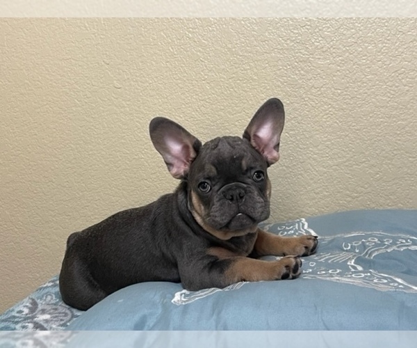 Medium Photo #1 French Bulldog Puppy For Sale in RIVERSIDE, CA, USA